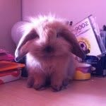 @joy_bunny - Instagram