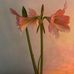 Joy Burdick - Facebook