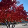 joycegrahamcanady - @joycegrahamcanady - TikTok