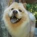 Joy Chow Chow - Facebook