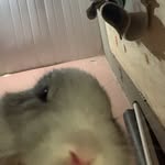 Joy - @joy._.coelho - Instagram