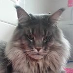 Monica Giove - @joycoonvenice_maine_coon - Instagram
