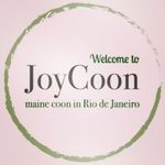 Joycoon Maine Coons - @joycoonmainecoons - Instagram