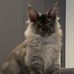 Our Joy Maine Coons - Facebook