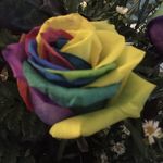 Joy Corbett - @joycorbett - Instagram