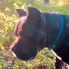 canecorso_Joy - @canecorso_joy - TikTok