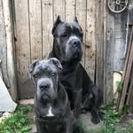 Джойстик🌟Райнхардт - @canecorsojoy - Instagram