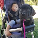 @joy_a_cane_corso_story - Instagram