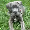 Joy - @cane_corso_joy - TikTok