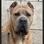 Joy - @joy_cane_corso - Instagram