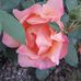 Joy Craddock - Facebook