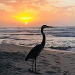 Joy Crenshaw - @joy.crenshaw.7 - Instagram