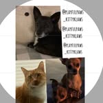 Gideon, Aslan, Joy, & Cyrus - @playful.paws_kitty.klaws - Instagram