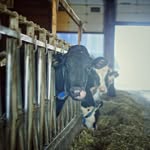 Joy de Vos - @foxtrotdairy2024 - Instagram