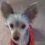 Joy Dietz - @dietz.joy - Instagram