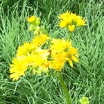 Joy Weaver Dietz - @moxjoy - Instagram