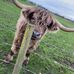 Joy Dobbs - Facebook