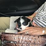 Jeff N Joy Downey - @tilly_the_chorkie - Instagram