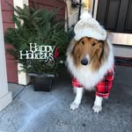 Joy Driscoll - @dentalalternative - Instagram