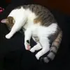 joyce - @joyceeckert4 - TikTok