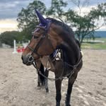 Joy Ewing - @on_stride_equine_bodywork - Instagram