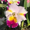 Fifijoy - @fifejoy - TikTok