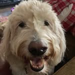 Joy Fifer - @fiferjoy - Instagram