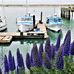 Joy Fish - Facebook