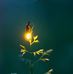 Joy Fletcher - Facebook