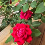 Joy Frazier Boyle - @frazierboyle - Instagram