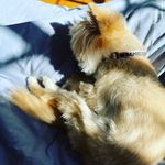 Tania Joy Fredericks - @knitter_not_a_quitter - Instagram
