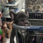 Joy Stump Gagnon - @joyshavingfun - Instagram