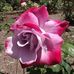Joyce Gardner - Facebook