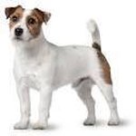 Joy Gardner - @joy1terrier - Instagram