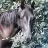 Joy Brooks Gifford - @joy.brooks.giffor - TikTok