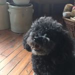 Joy Gillespie - @joygilles - Instagram