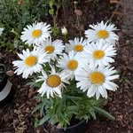 Joy Gillespie - @joygillespie0 - Instagram