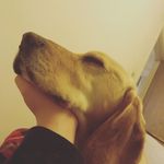 Rosie Joy Goldsmith - @albie_2016 - Instagram