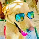 Joy Handsome🧸 - @m_joy_handsome_labra - Instagram