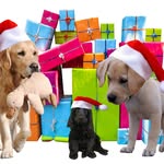 Joy Healey - @love.dogs.gsr - Instagram