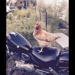 Joy Hester The Chicken - @joyhesterthe - Instagram