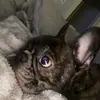 Stitch Zapata - @joyhickszapata - TikTok
