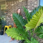 Joy Horn - @wild_fibers - Instagram