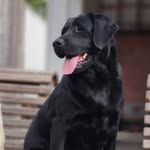 Joy Horner - @azkennelsllc - Instagram