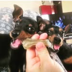 Joy & Jäger - @joy_e_jager - Instagram