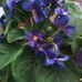 Joyce Jankowski - Facebook