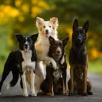 Joy, Whisky, Kane & Blue - @joyfulfrisbee - Instagram