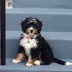 Kinley Joy Hurst - @kinley_joy_the_bernedoodle - Instagram
