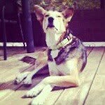 joy_kipper - @zivkipper111 - Instagram