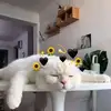 kirbyjoy - @kirbyjoy11 - TikTok